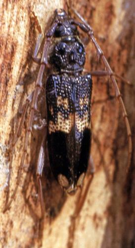 Réf. 324 615 : Phoracantha semipunctata